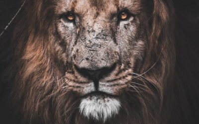 Giving Jesus All Authority